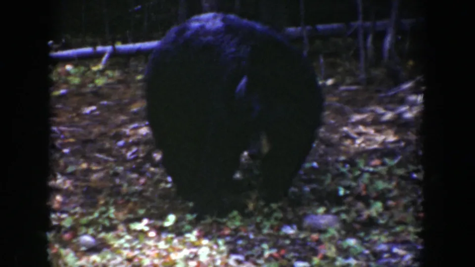 A black bear is viewed from behind as it moves across leaf-covered forest ground in the Wyoming home movie.