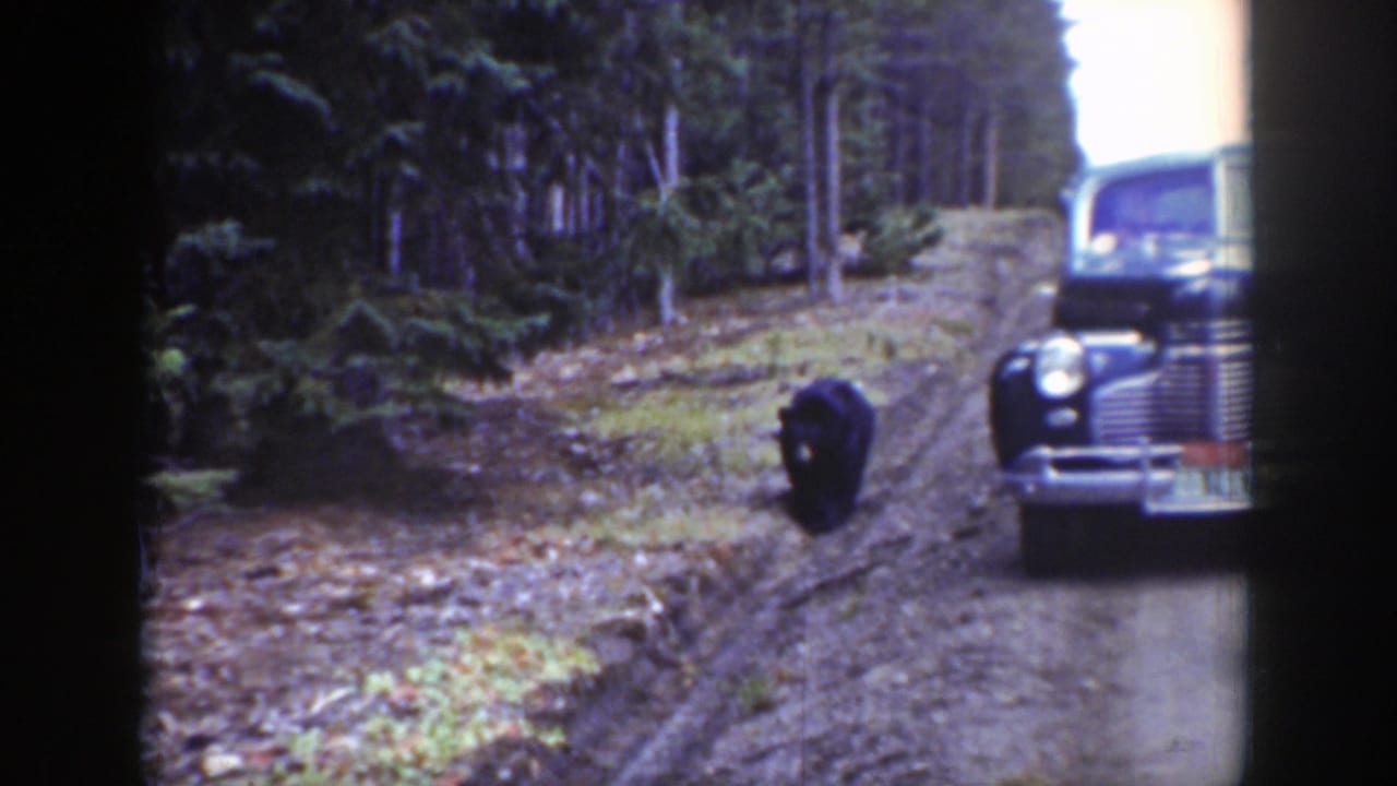Black bear walking on a dirt forest road near a parked vintage car.