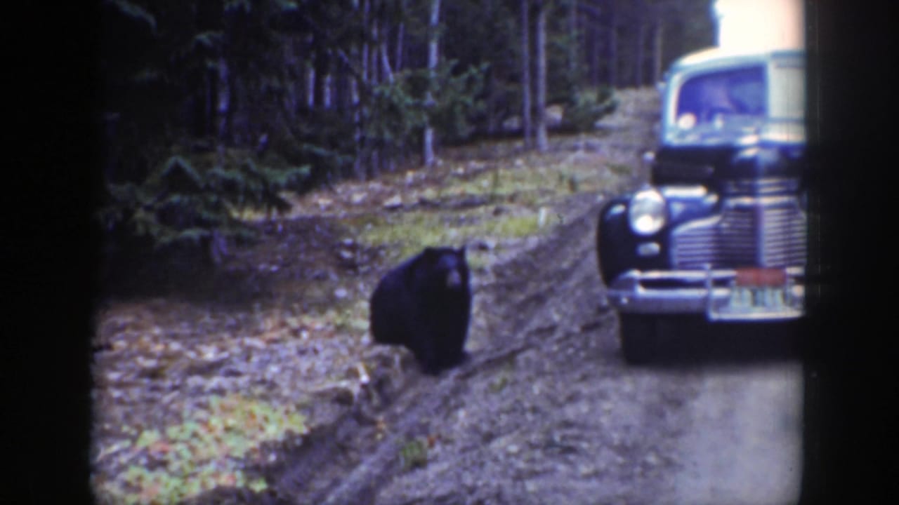The bear moves closer to a parked 1930s car on a forest road in the supplied Wyoming location.