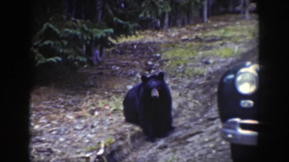 A black bear stands near the roadside as the front fender and headlight of the vintage car fill the right side.