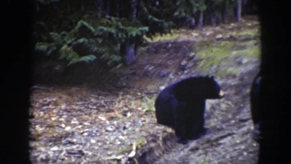 The bear moves away from the car along the wooded road, framed by trees and leaf-covered ground.