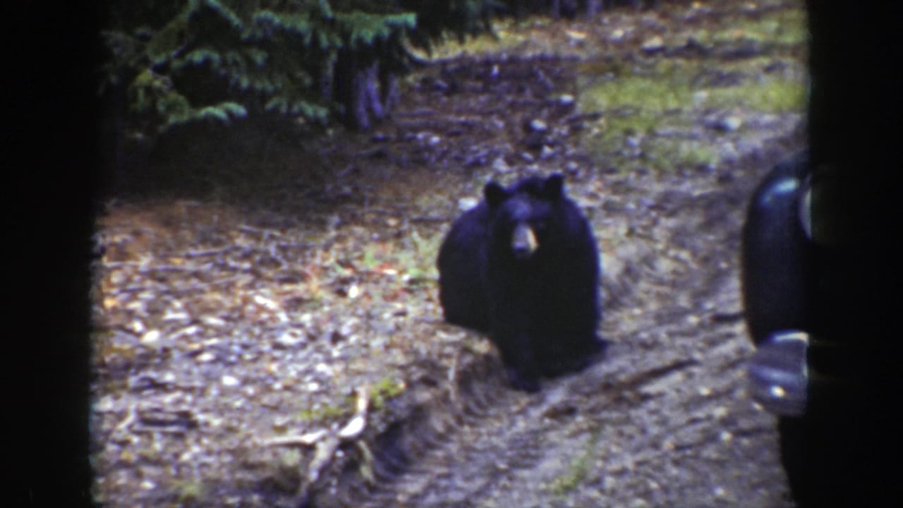 Black bear walking on a dirt road beside a forest edge.