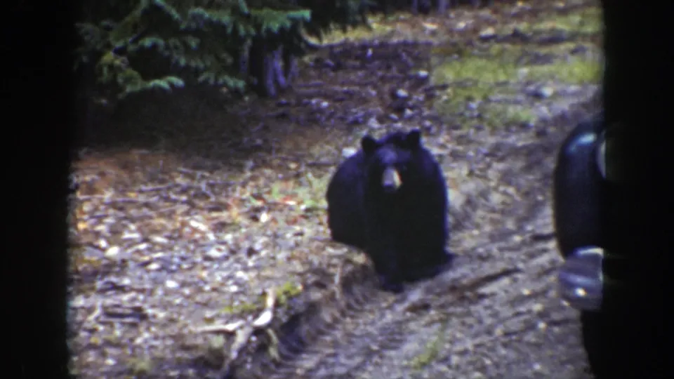 Black bear walking toward the camera on a Wyoming dirt road, with pine trees and 8mm film borders visible.