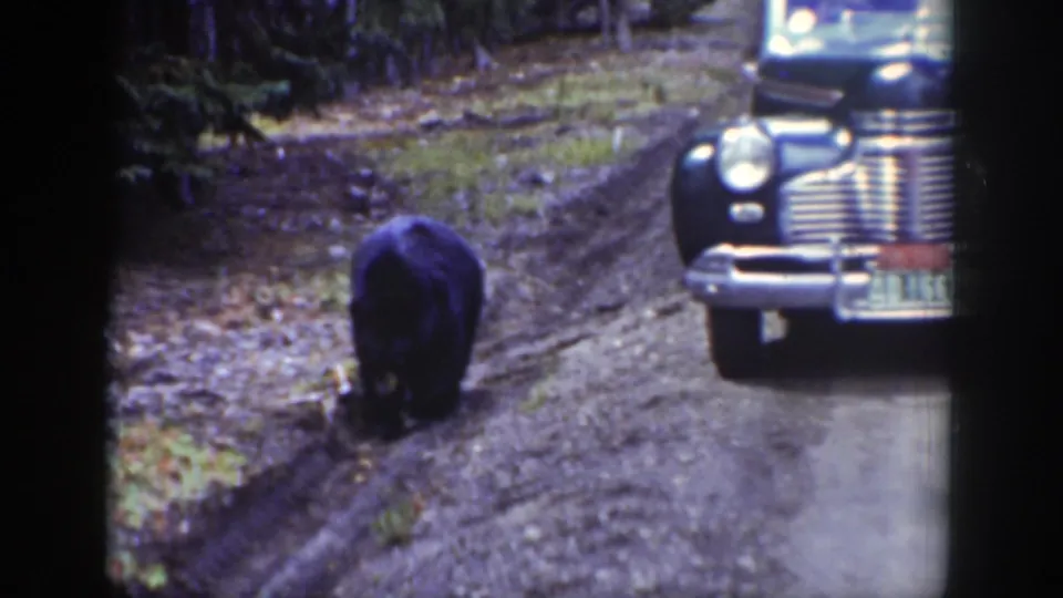 Black bear moves along a muddy Wyoming road beside the front of a late-1930s style car in forest light.