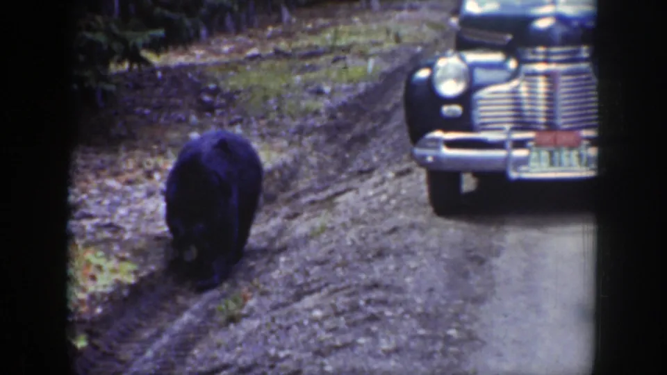 Black bear walks down a forest road in Wyoming while a classic car faces the camera from the roadside.