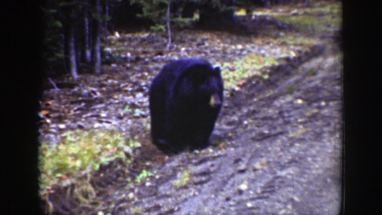 Black bear walking on a dirt forest path beside trees and leaf litter.