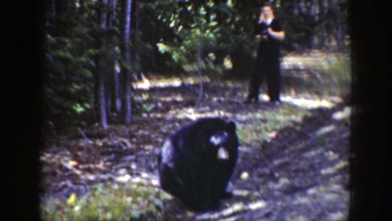 Black bear on a wooded trail with a woman standing farther back.
