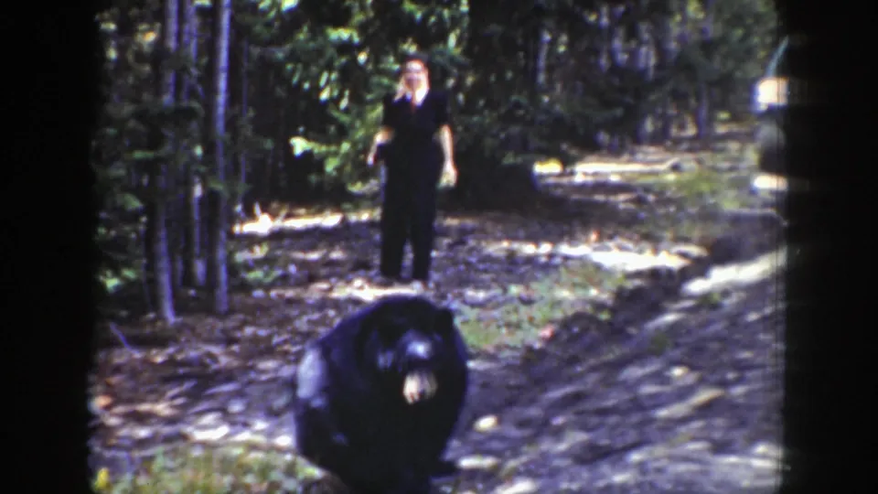 The bear appears near the foreground of a Wyoming forest path while a woman stands behind it in dark clothing.