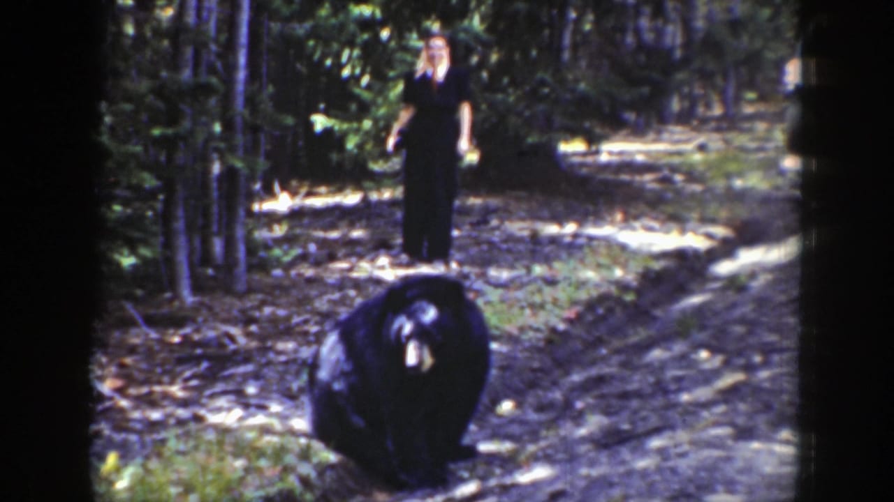 Black bear on a wooded path with a person standing farther back among trees.