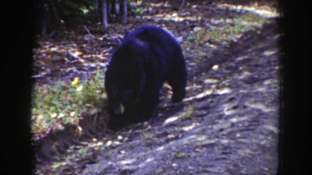 Black bear foraging beside a dirt path in a forest clearing.