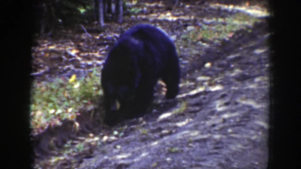 1939 Wyoming home-movie frame of a black bear lowering its head to feed or sniff beside a dirt path in the woods.