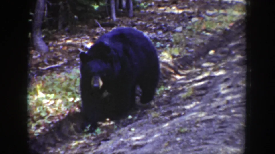 1939 Wyoming 8mm frame showing a black bear moving along a rutted wooded path bordered by leaves and tree trunks.