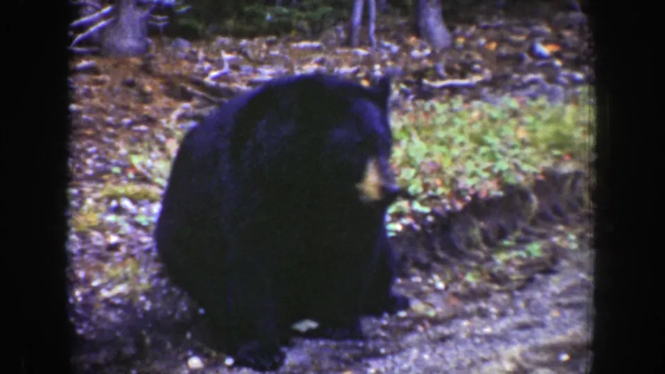 Close 1939 Wyoming 8mm frame of a black bear feeding or sniffing near the ground beside a leafy forest path.