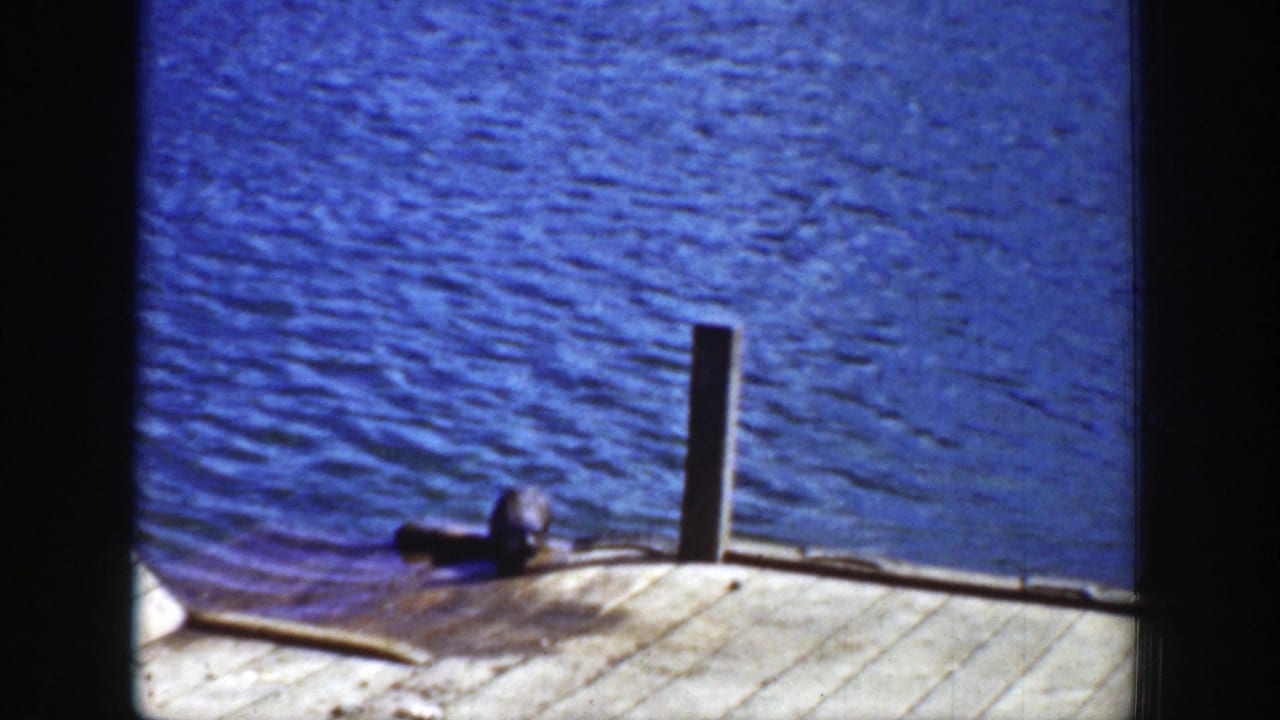 Sea lion resting on a wooden dock beside blue rippling water.