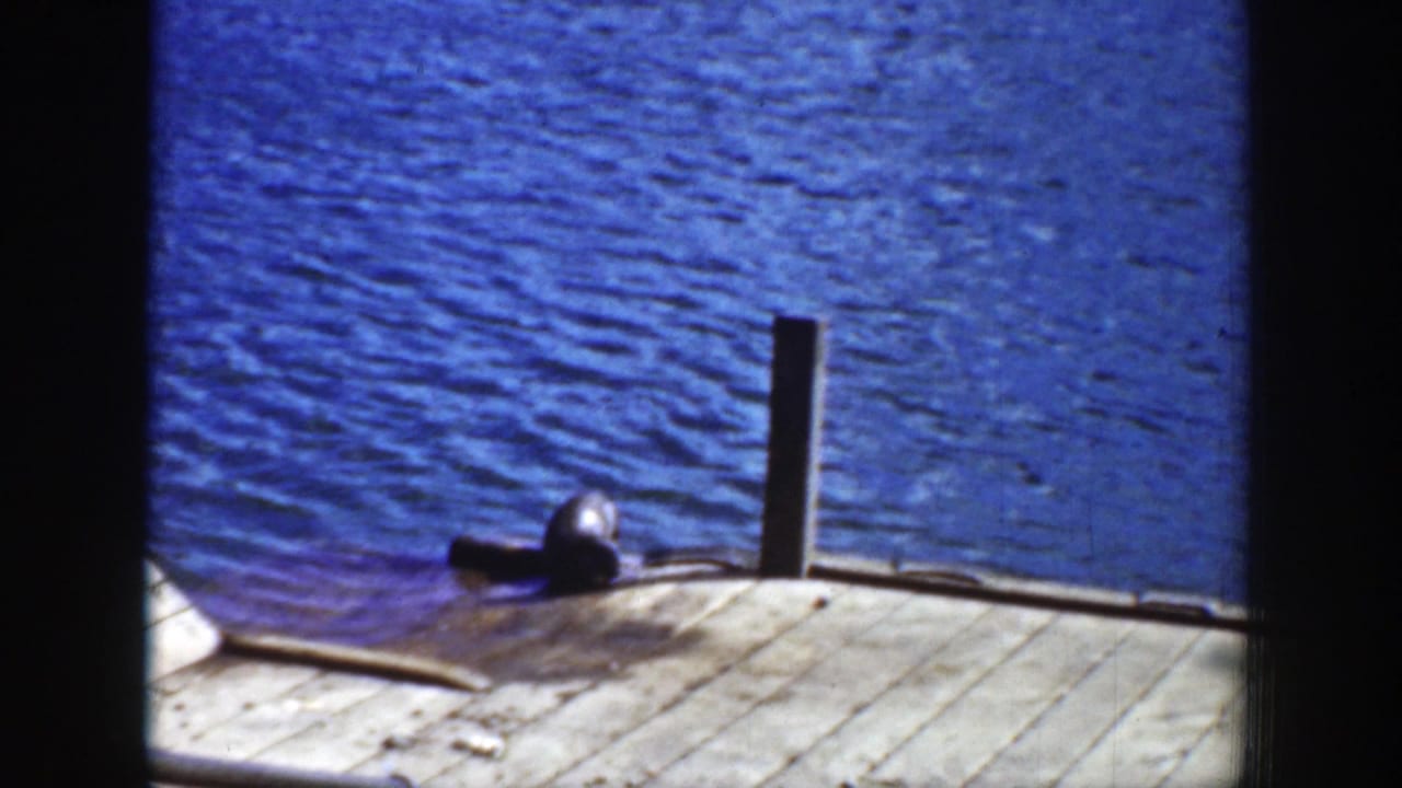 1939 Wyoming home-movie frame of a sea lion on a weathered dock, positioned close to a dark vertical post.