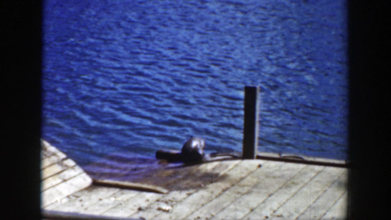 Raccoon on a wooden dock beside deep blue water.