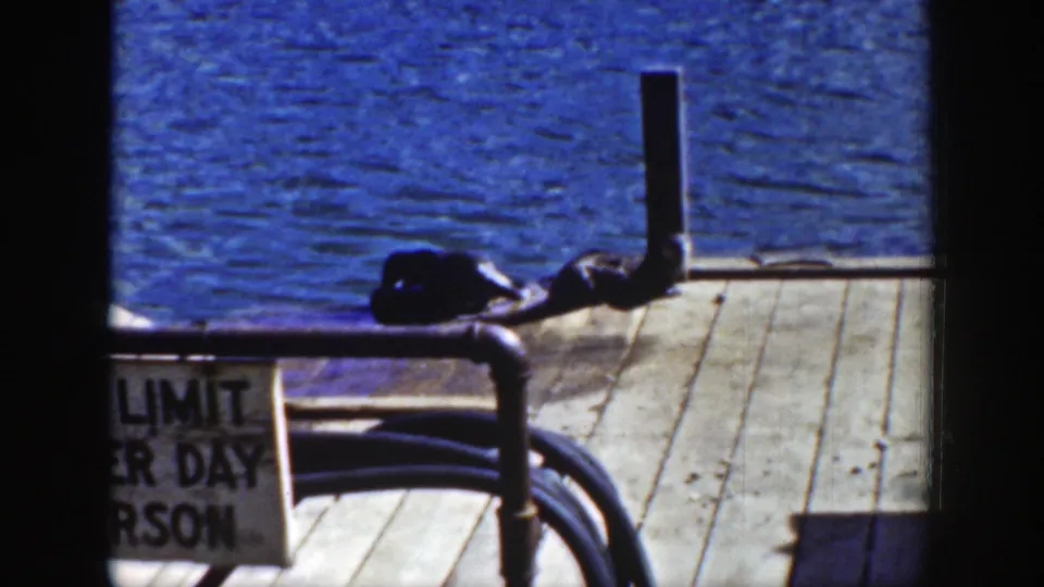 The raccoon is low against the dock planks near a cropped sign reading parts of 'LIMIT PER DAY PERSON'.