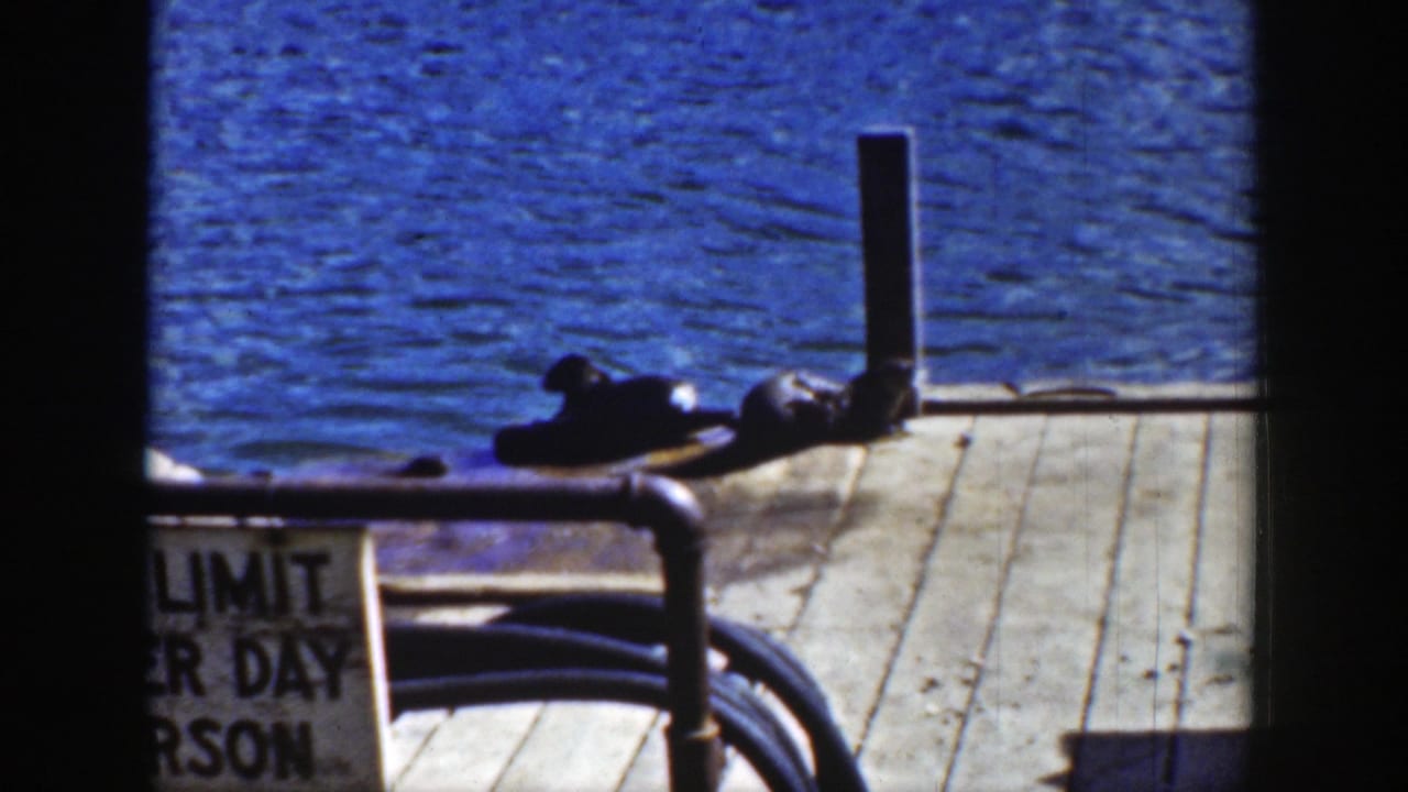 Two dark wet animals lying on a wooden dock beside blue water and a partial limit sign.