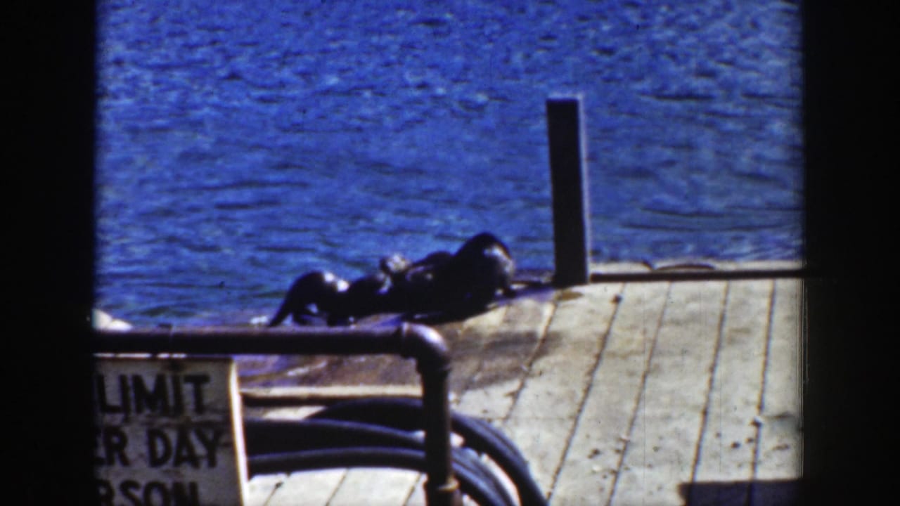 Two wet animals stretched on a dock with blue water behind and a post nearby.