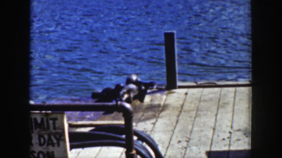 The animals shift and roll near the dock rail, captured in grainy 8mm color against rippling water.