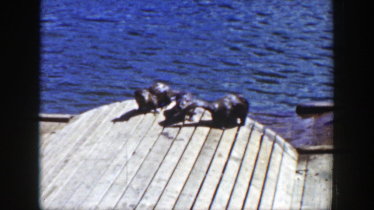 Three wet sea lions lie on a rounded wooden dock edge with blue water behind them.