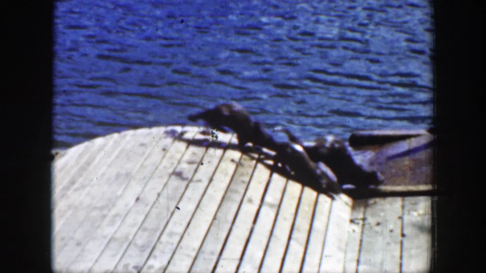 1939 Wyoming 8mm frame showing sea lions moving or resting across pale dock planks near rippling blue water.