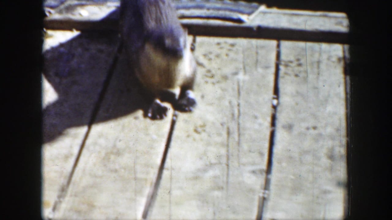 1939 Wyoming frame with a wet otter on a sunlit wooden dock beside the side of a small boat.