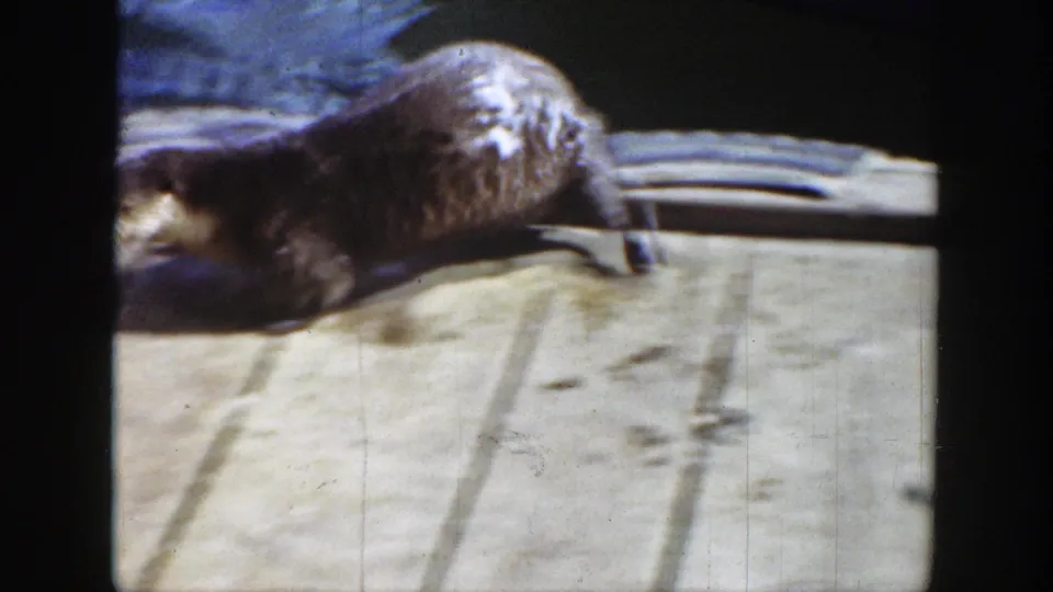 1939 Wyoming home-movie frame showing the otter stretched low across the weathered dock with lake water in the background.