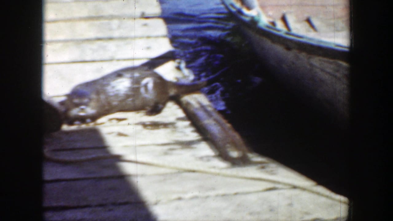 Small rodent on a wooden dock beside a boat and dark water.