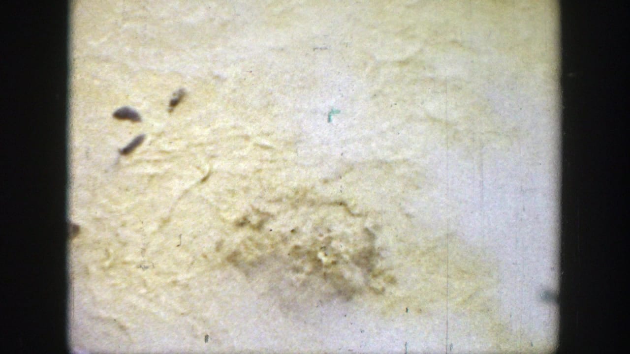 Deteriorated 8mm film frame from the Wyoming 1939 clip, showing water staining, dark debris, scratches, and mold-like surface growth.