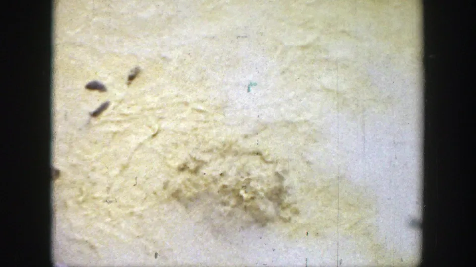 Deteriorated 8mm film frame from the Wyoming 1939 clip, showing water staining, dark debris, scratches, and mold-like surface growth.
