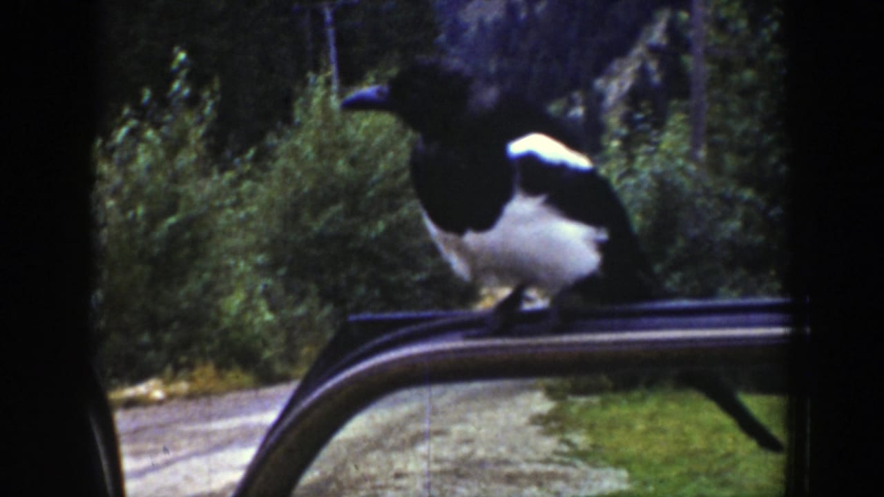 A magpie stands on a car roof in wooded Wyoming roadside footage from 1939.