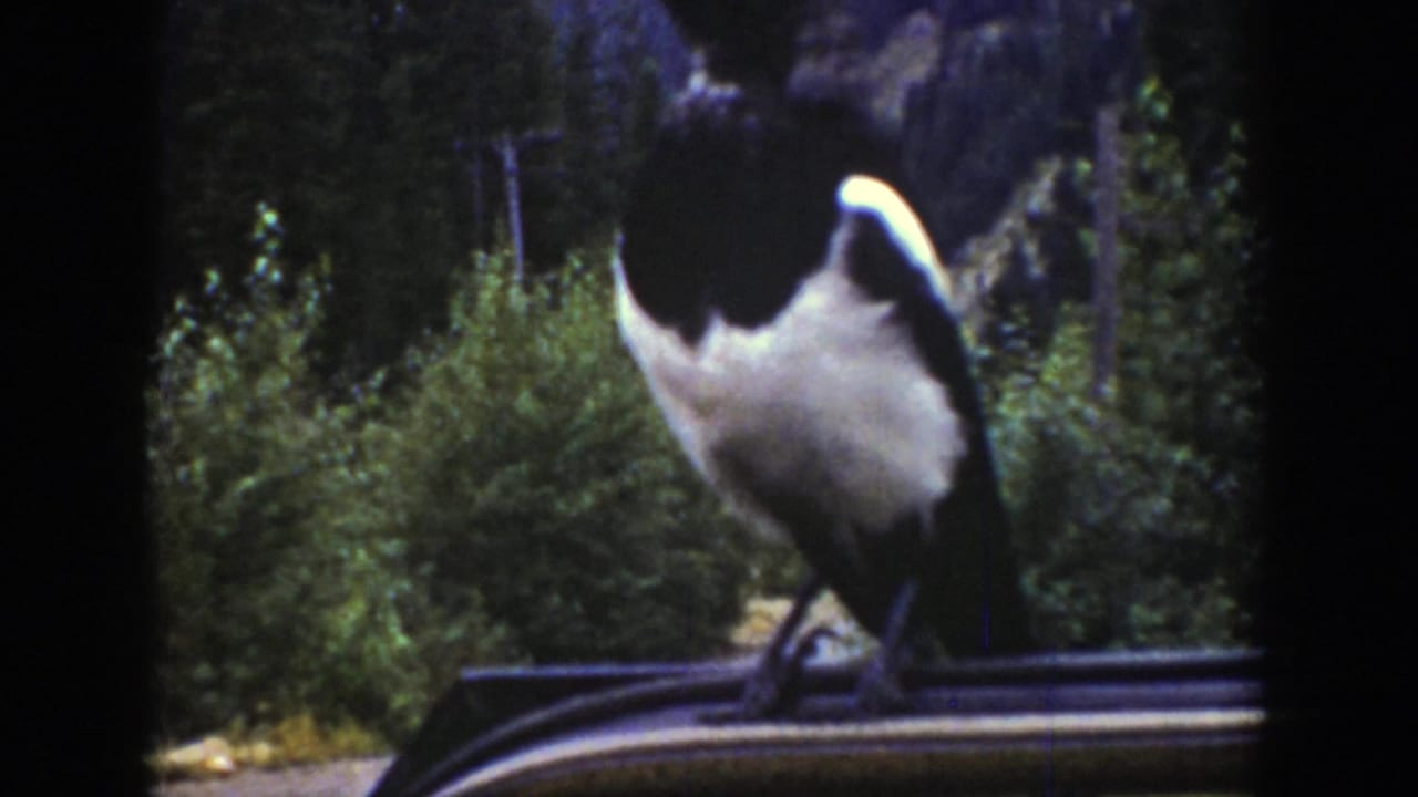 The magpie pivots on the vehicle roof against a wooded Wyoming background in 1939 8mm footage.