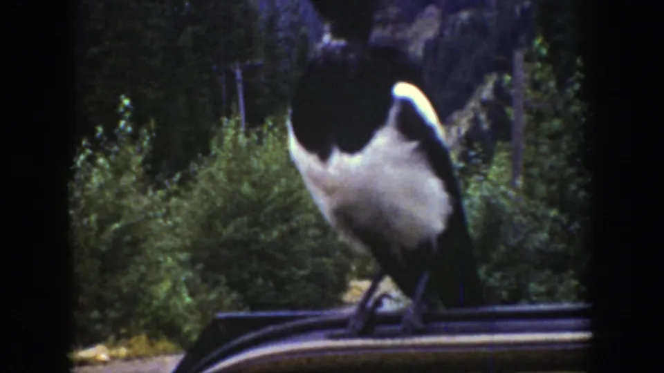 The magpie pivots on the vehicle roof against a wooded Wyoming background in 1939 8mm footage.