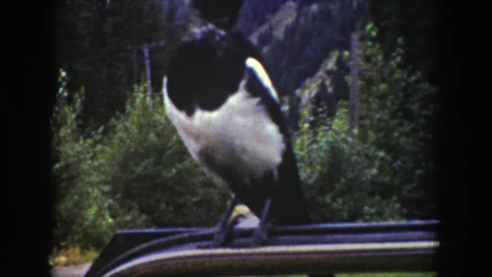 A magpie faces away from the camera while perched on a vehicle roof in 1939 Wyoming home-movie footage.