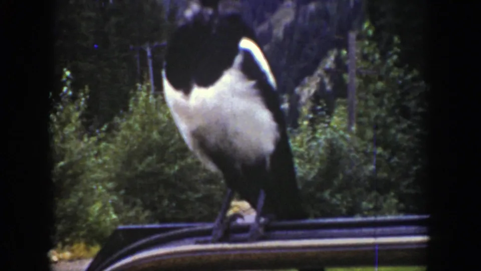 The bird remains on the car roof in a wooded Wyoming roadside scene recorded on 8mm film in 1939.