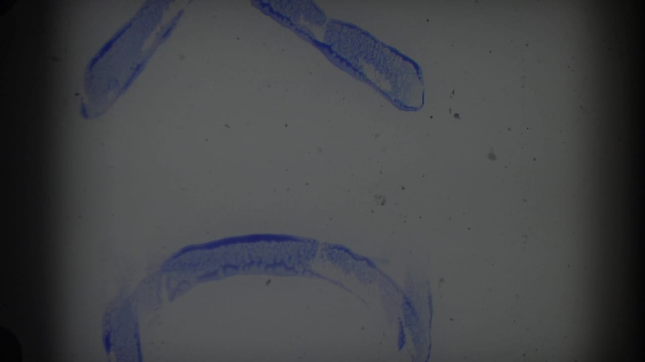 Partial blue letter shapes appear near the top and right over a dusty gray film frame.