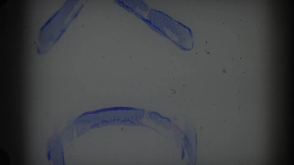 1960 Miami 8mm frame with partial blue textured letterforms, dust specks, dark scan edges, and a vertical frame line.