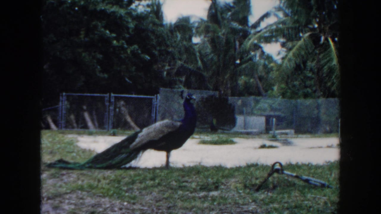 Peacock standing in a grassy zoo enclosure with fencing and palm trees behind it.