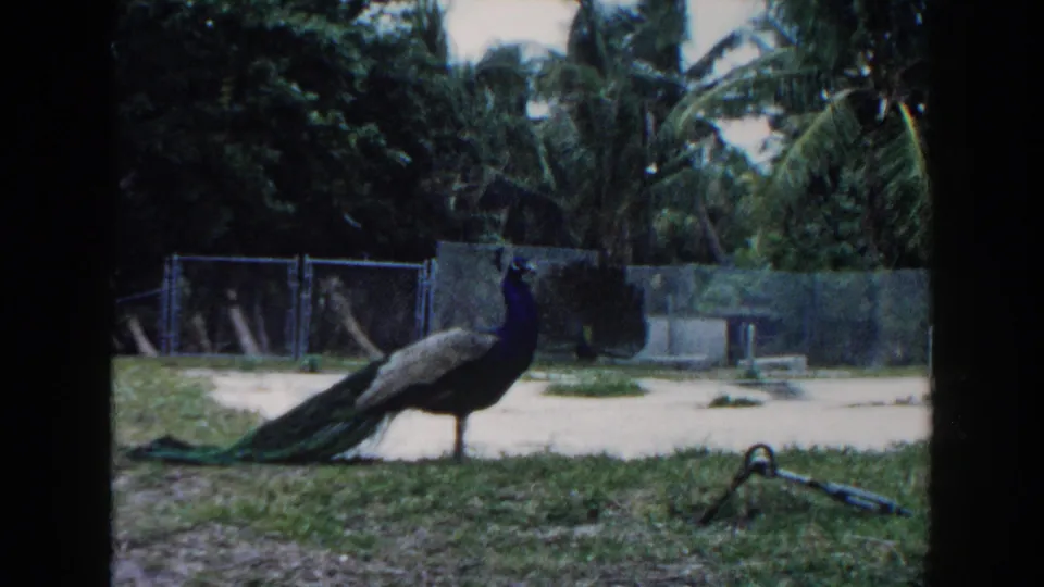 1960 Miami home-movie frame showing a peacock in a grassy zoo enclosure with chain-link fencing and palms in the background.