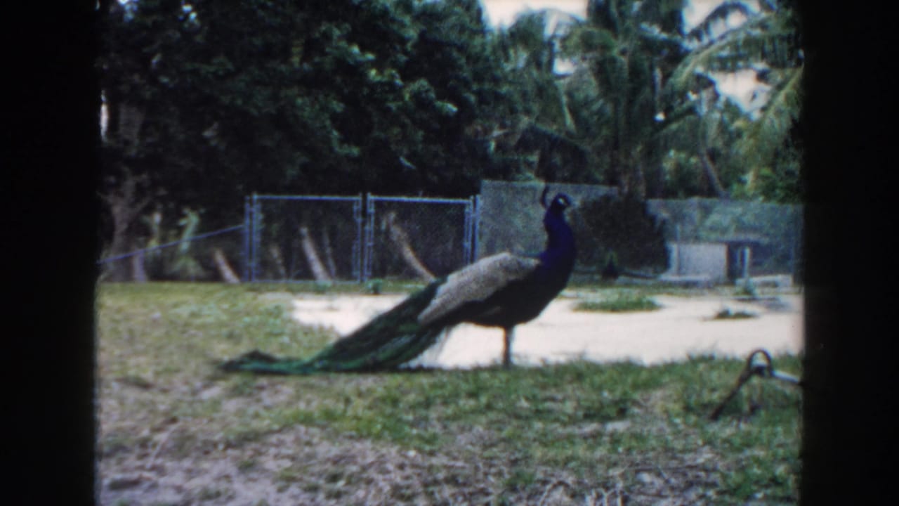 Peacock walking across grass near a chain-link fence and palm-lined enclosure.