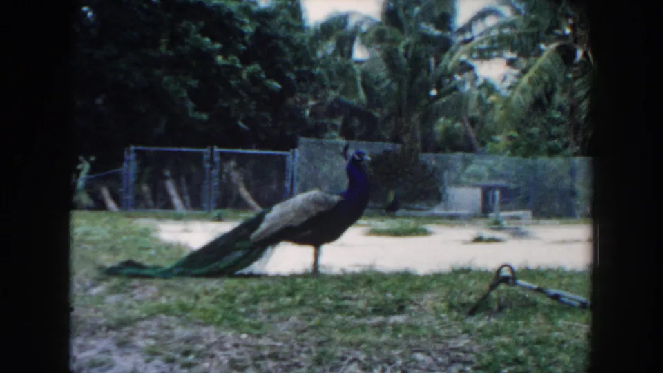 A soft 8mm frame shows the peacock beside a path in the Miami zoo enclosure, with fencing and palms visible beyond.
