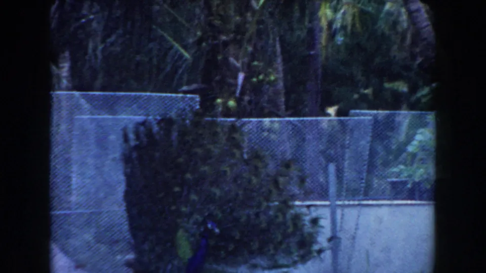 The camera shifts to a partial view of the peacock at the bottom of the frame, with chain-link fencing and palm foliage behind it.