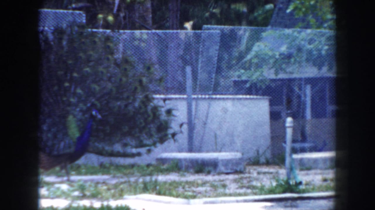 Peacock at the edge of an outdoor enclosure near fencing and concrete walls.