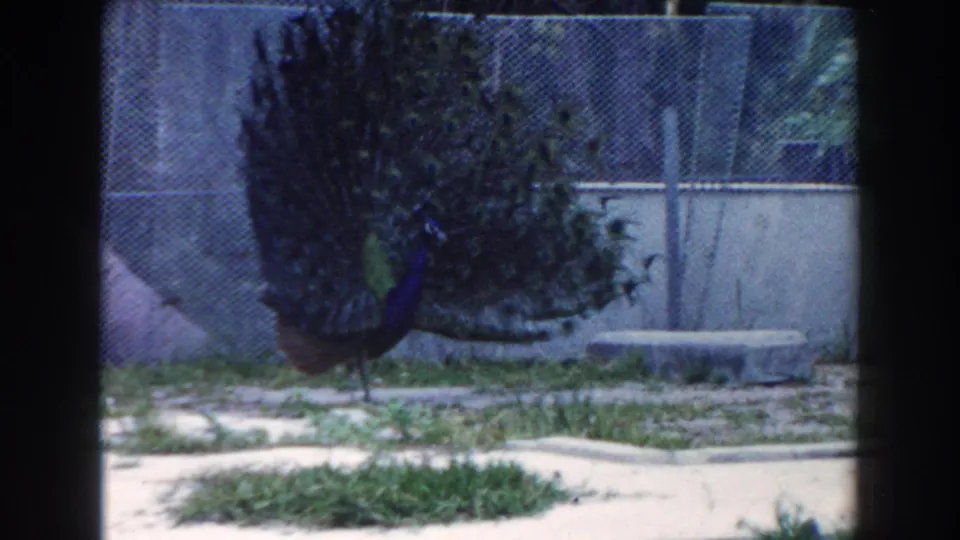 1960 Miami frame of a peacock in profile inside an outdoor enclosure, with chain-link fence, concrete structures, grass, and shrubs behind it.