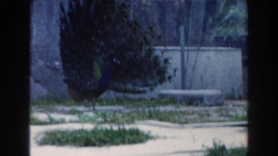 1960 Miami 8mm frame showing a peacock near a concrete wall, with chain-link fencing, grass, path edges, and heavy film color shift.