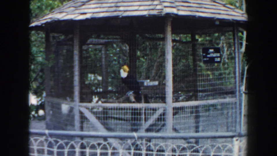 1960 Miami frame showing a toucan-like bird perched inside a wire-mesh aviary with a thatched roof, railing, and small sign nearby.