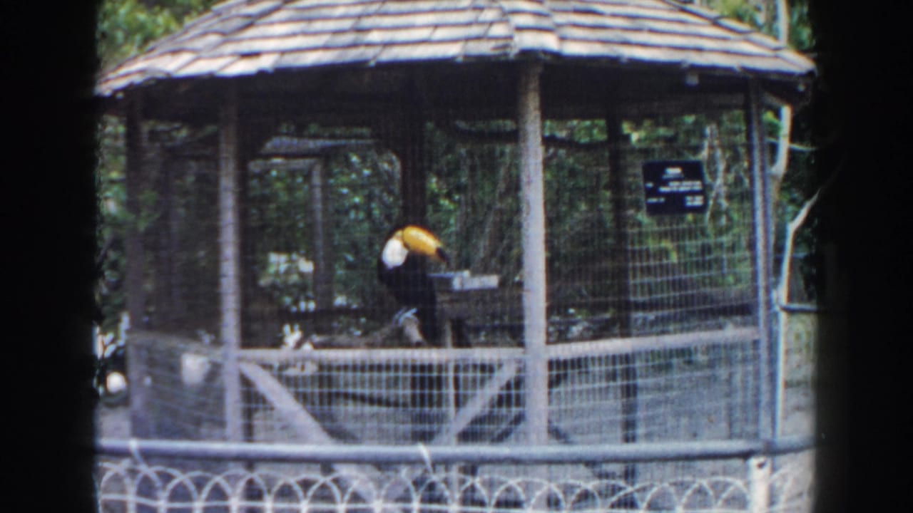 A toucan stands inside a wooden, thatched-roof zoo aviary in 1960 Miami, seen through wire mesh with foliage behind it.