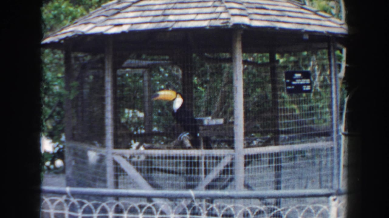 Toucan standing near the side of a zoo aviary behind wire mesh.