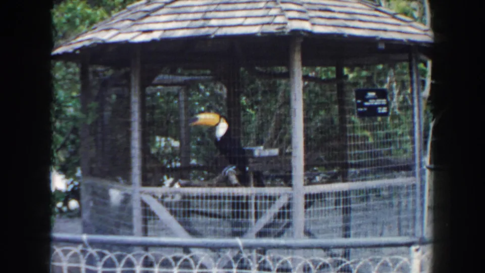 The toucan remains inside the Miami zoo aviary, framed by wooden supports, mesh fencing, and a small sign on the enclosure wall.